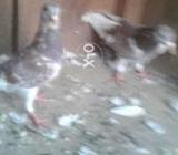 Laal babra pair
