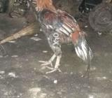 Lasani pewar long hide