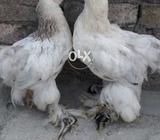 Light dark brama pair