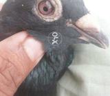 Qasad. Dall black .mal