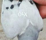 Silver bared sy lapr pamoz