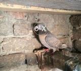 Tedi madi,topi Btera jorha,surkhi madi ,zeera nr