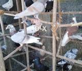 Tukri K kabotr. Only Male