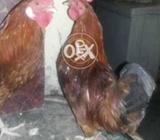 Two males active and healthy