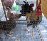 Twothousend seven hundrad