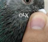 Urai + pair k lie perfect hai