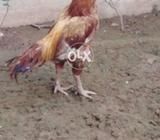Vip ghr ki nasl