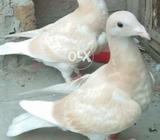 Yellow cheakar same clutch Available