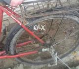 Ponex cikal