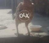 اصیل مرغی لونگ ہائٹ مضبوط جوڑ وائٹ نوک نالی ویٹ میکسیمم ڈھائی کلو