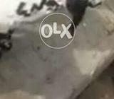 پیور دیسی دودھ پیتے بکرے