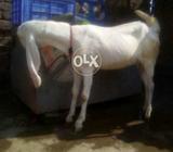 چار دانت ڈیڈ ماہ کی گبن