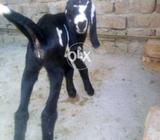 دوغلی بکری ساتھ فیمیل