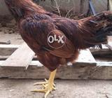 Aseel and rir murghay