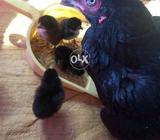 Asel murgii or 6 bechy 2din k hn