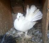 Bareed Female Helthy And Active Bareed Ki Garnty