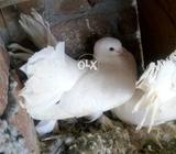 Bareed Pair Helthy And Active Bareed Ki Garnty