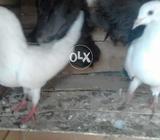 Blake tail pair