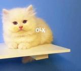 DeCent kitten's