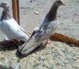Golden lakha pair