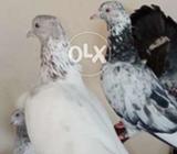 Hawa baz best kabuter