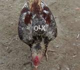 Hen sale karni he jis ko chahea wo rabta karay . Detail call pe