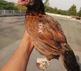 Khajori madi for sel