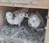 Low flayer per pair price