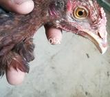 Mian wali cros bred patha