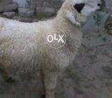 Mundra 3 mah ka fix price