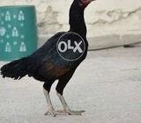 Mushki full size madi