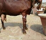 Pur nagrah bilkul tayyar he