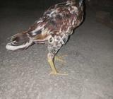 Sidhi patha for sale