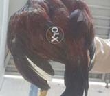 Sindhi breed age 5 yr