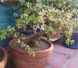 Bonsai plant