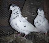 بے مثال سیالکوٹیا قدیم وقتوں کے بٹیرے اور پینتی والے کبوتر نر مادیاں م