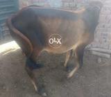 11 sahiwal wache for sale