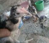 5 ha full active and vacinated ma bap ki pic ha