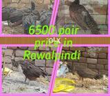 6 months alsoo awail