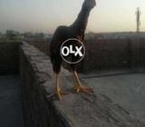 Aseal patha age5mnth