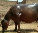 At kot momin (uppi Rawana)