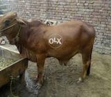 Bail of sahewal for sale