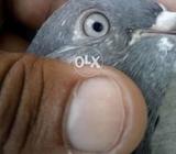 Banki Ali wali Madi for urgent sell