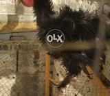 Bantum fril back male