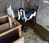 Beetal Goat path kheree