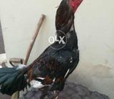 Bhot acha patha h check kar k ly jain