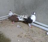 Black and brown choti dar sherazi