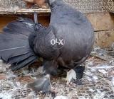 Black fatnal bridar fimal