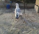 Blue sentinet bredar male