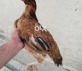 Broody Hen